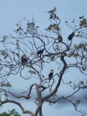 Rhyticeros subruficollis