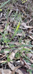 Pterostylis aspera