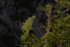 Erythrophleum chlorostachys