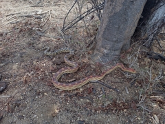 Pituophis vertebralis