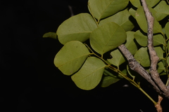 Erythrophleum chlorostachys