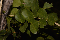 Erythrophleum chlorostachys