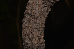 Erythrophleum chlorostachys