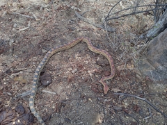 Pituophis vertebralis