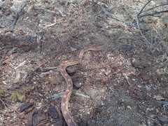 Pituophis vertebralis