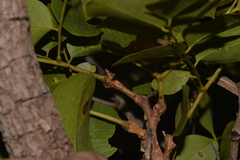 Erythrophleum chlorostachys