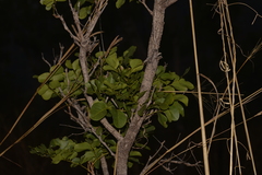 Erythrophleum chlorostachys