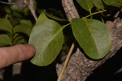 Erythrophleum chlorostachys