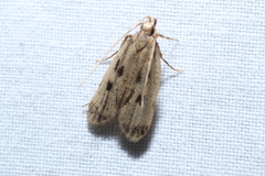 Martyringa latipennis