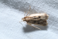Martyringa latipennis
