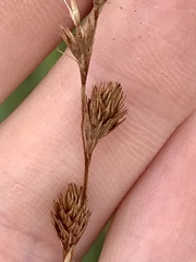 Carex hormathodes