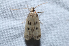 Martyringa latipennis