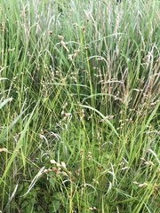 Carex hormathodes