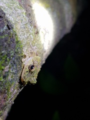 Pseudophilautus cavirostris