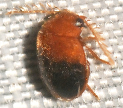 Prionocyphon discoideus