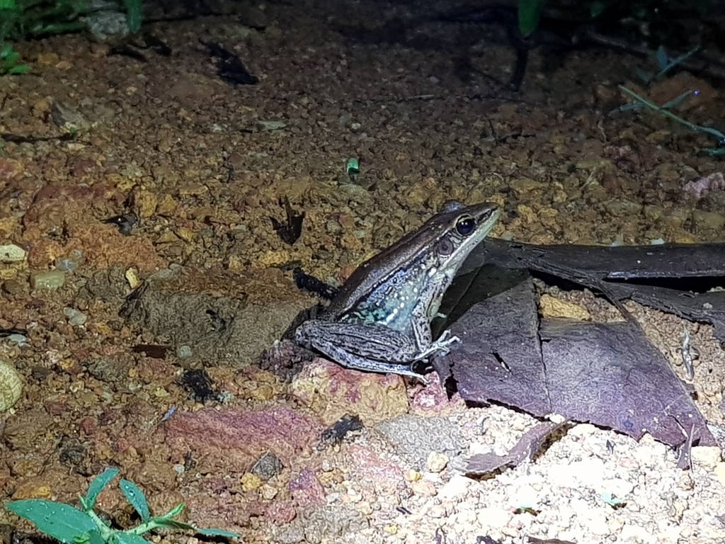 Sri Lanka wood frog (Hylarana gracilis)
