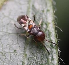 Encyrtus