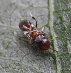 Encyrtus