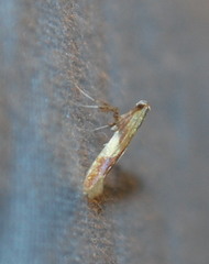 Caloptilia packardella