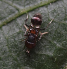 Encyrtus