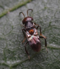 Encyrtus