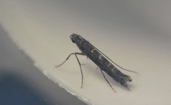 Neurobathra strigifinitella