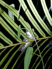 Polypedates cruciger