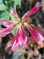 Trifolium haydenii