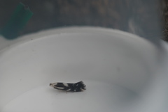 Bucculatrix cuneigera