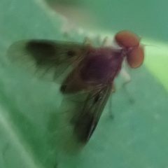 Chrysopilus quadratus