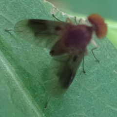 Chrysopilus quadratus