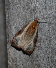 Olethreutes quadrifidum