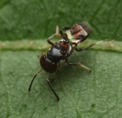 Encyrtus