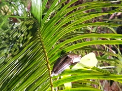 Polypedates cruciger