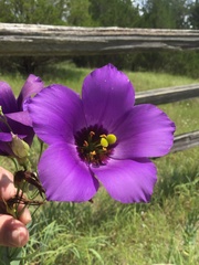 Eustoma russellianum