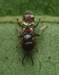 Encyrtus