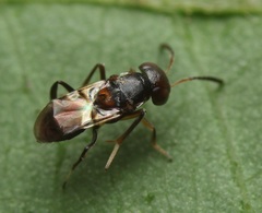 Encyrtus