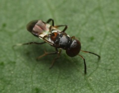 Encyrtus