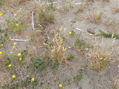 Poa macrantha