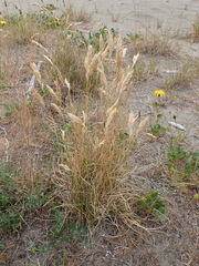 Poa macrantha