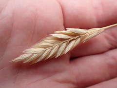 Poa macrantha