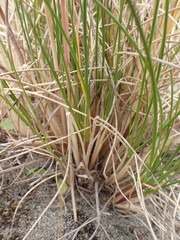 Poa macrantha