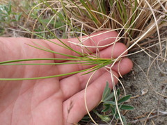 Poa macrantha