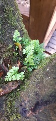 Asplenium dareoides