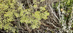 Baccharis vernalis