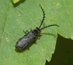 Tytthonyx erythrocephala