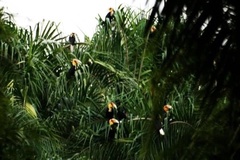 Rhyticeros subruficollis