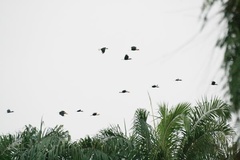 Rhyticeros subruficollis