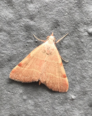 Hemeroplanis rectalis