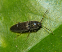 Melanotus americanus